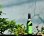 画像2: 天明 会津産山田錦×滋賀県産玉栄 槽しぼり 純米原酒 720ml (2)